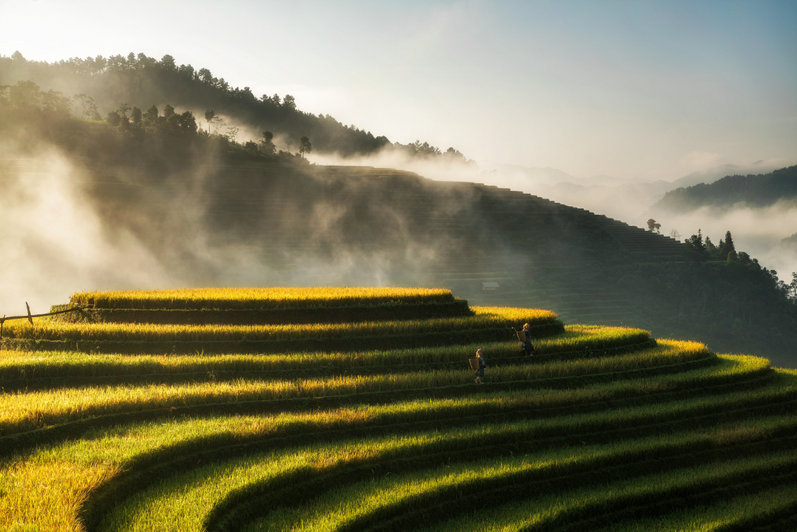 field